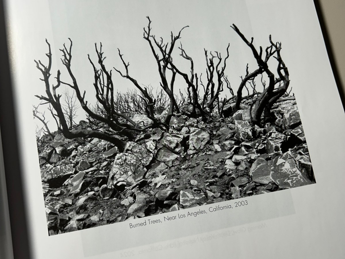 Burned Trees, 2003 in Black & White&nbsp;Magazine